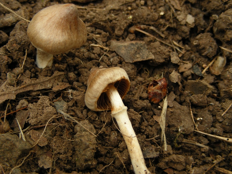 Primo insuccesso micro: Inocybe (cfr. Cortinarius sp.)